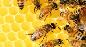 Arnia per apicoltura