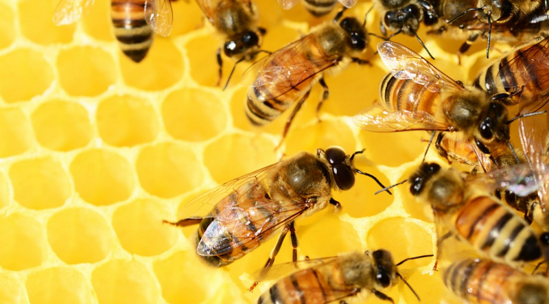 Come fare il miele in casa con l’arnia per apicoltura