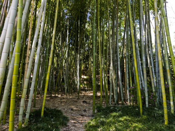 Le coltivazioni di bambù sono davvero il business del momento?