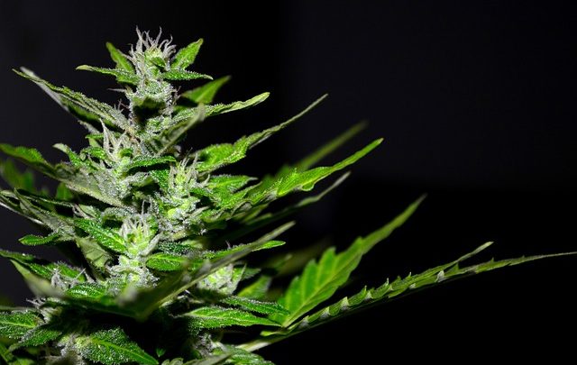 La guida su come far germinare i semi di cannabis