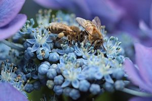 Rughe: come rimuoverle con la crema al veleno d'api